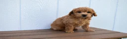 Bichpoo dogs for sale: Kyle 🐶💖 - Ad 25