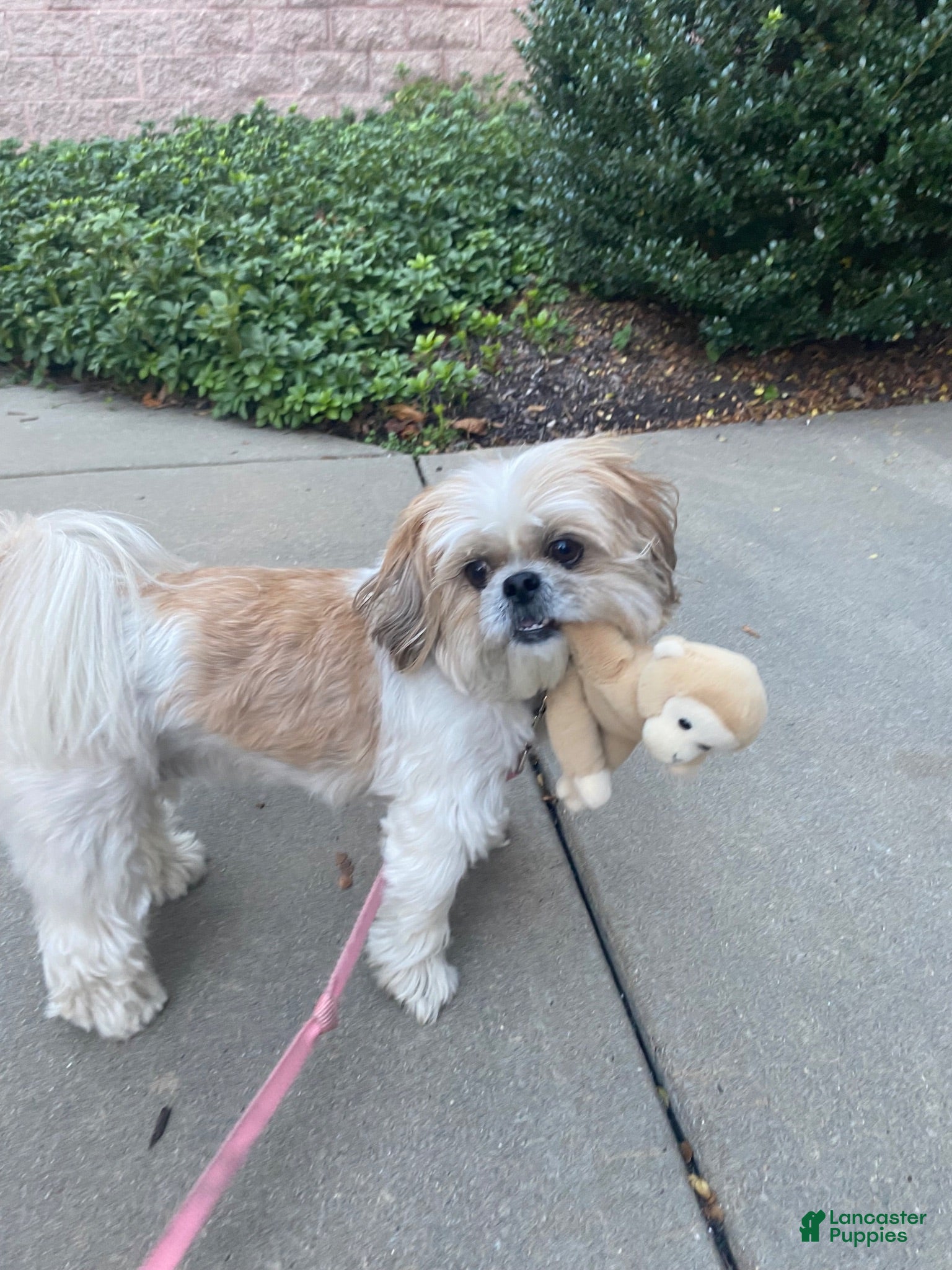 Shorkie dogs Shorkie 1 - Ad 2