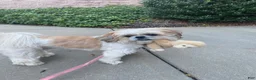 Shorkie dogs for sale: Shorkie 1 - Ad 2