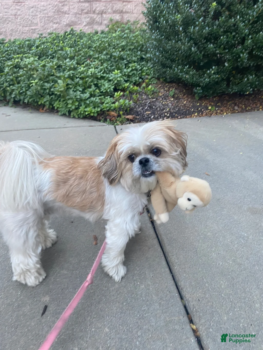 Shorkie dogs for sale: Shorkie 1 - Ad 2