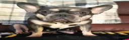 French Bulldog dogs for sale: Lil chunk - Ad 6