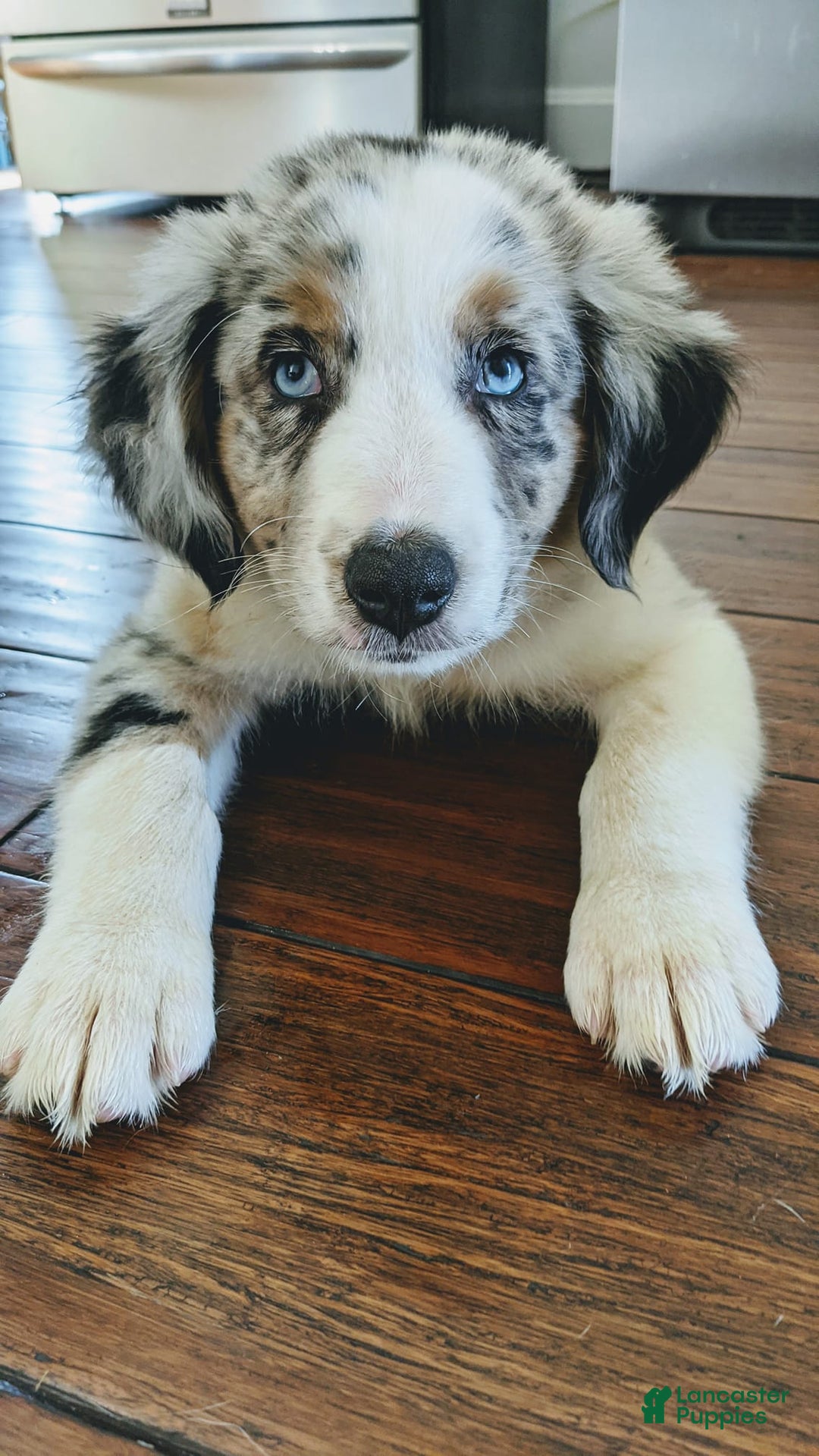 Australian Shepherd dogs for sale: Clara - Ad 16
