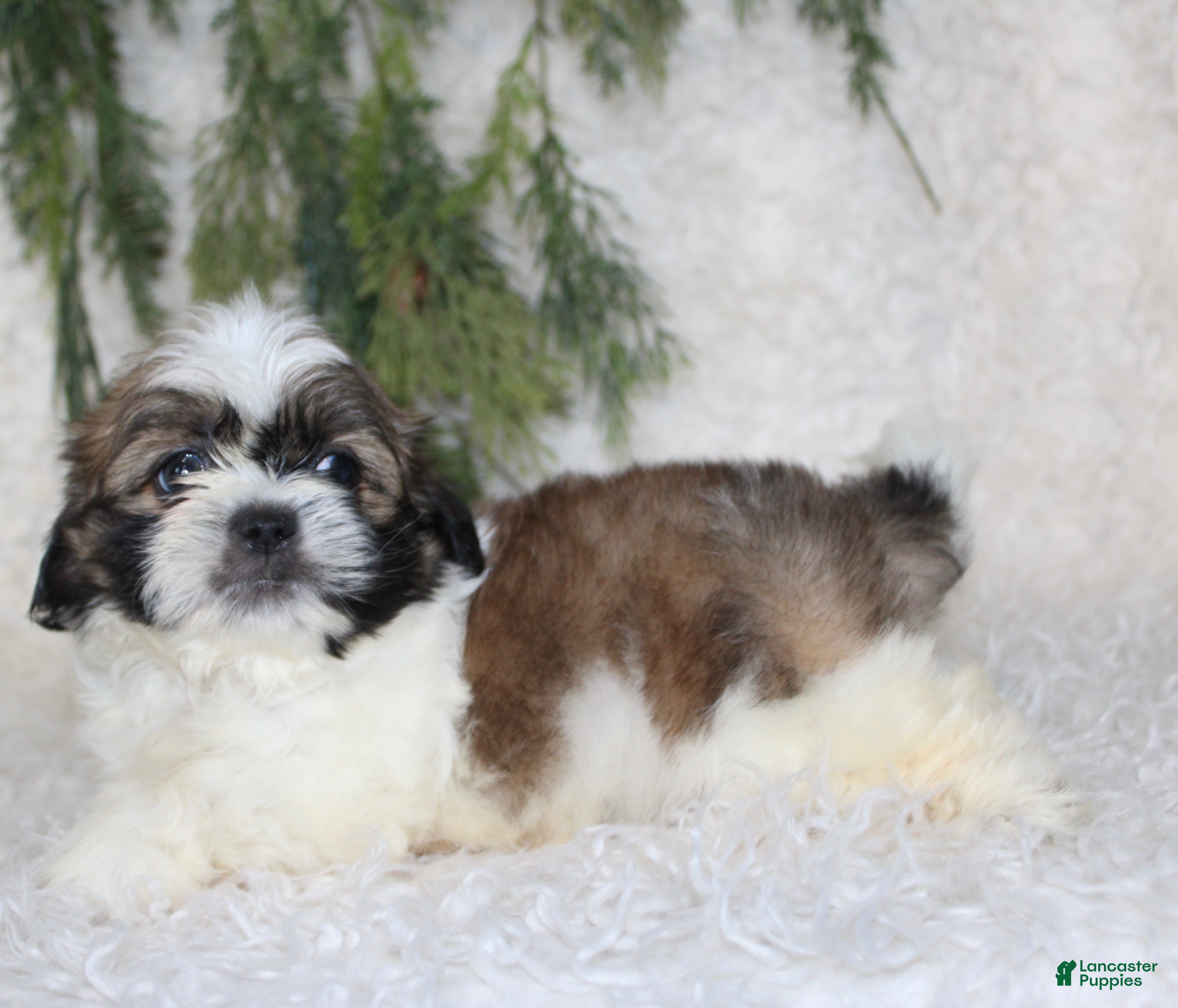 Shih Tzu (Shih Tzu, Male) in Orlando, FL