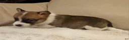 Mixed Breed dogs for sale: Callisto - Ad 8