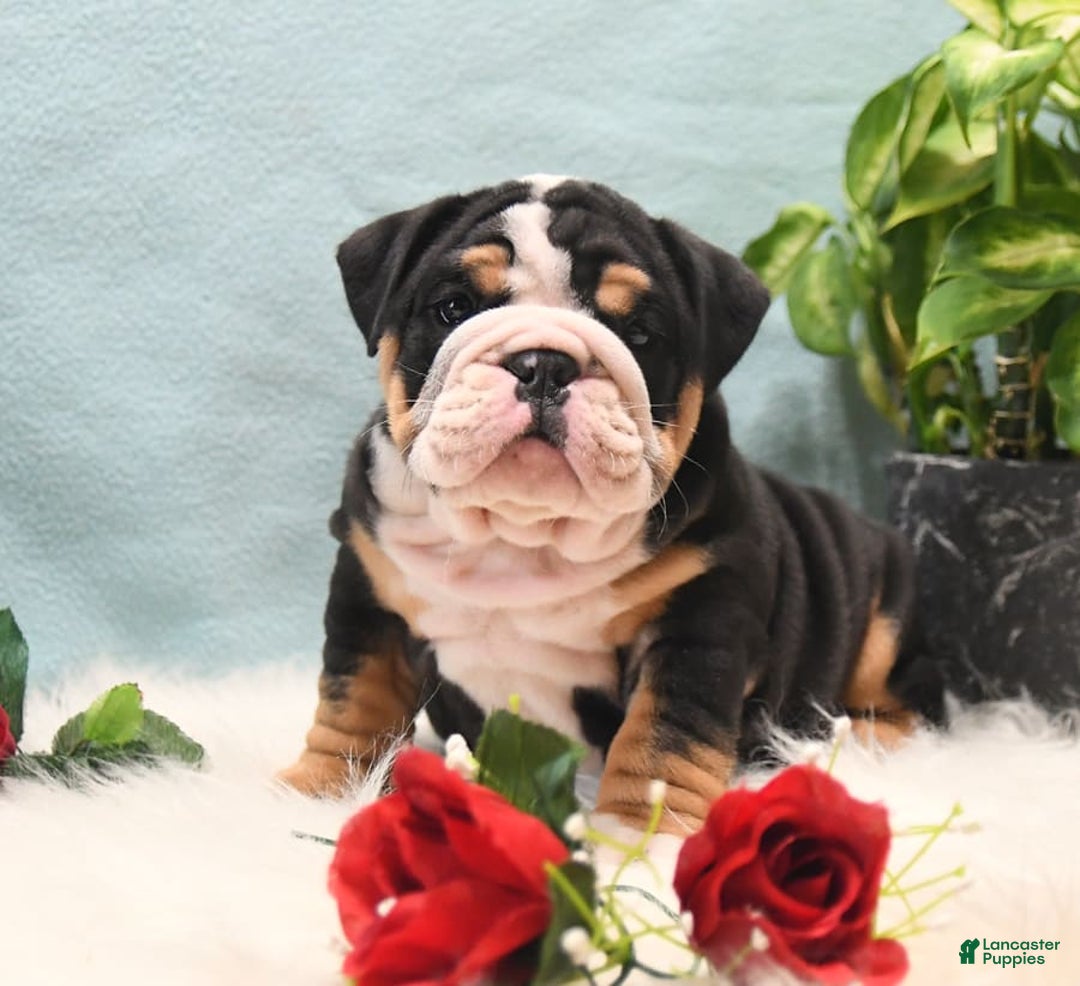 Gallery Image {{count}}