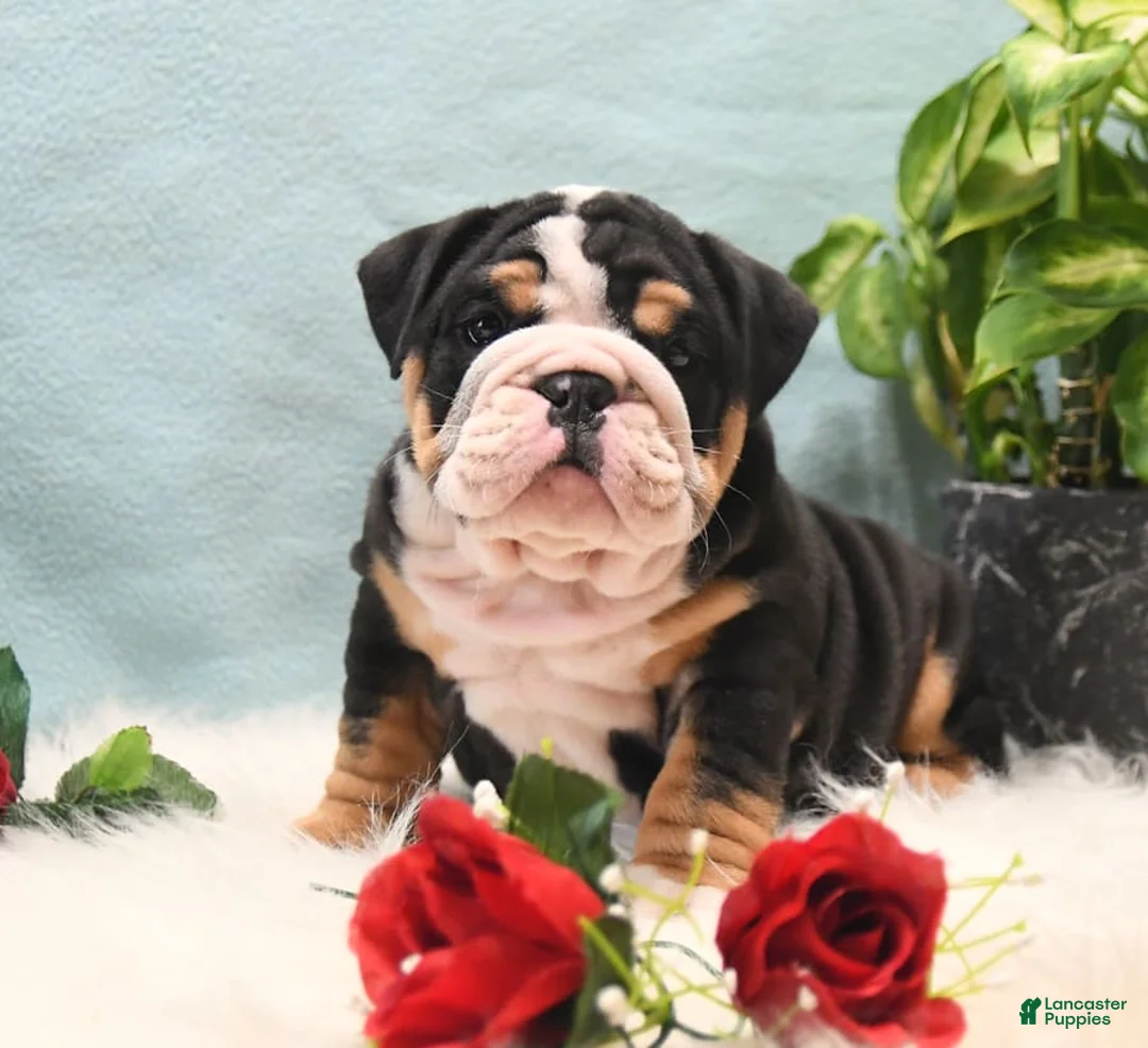 Gallery Image {{count}}