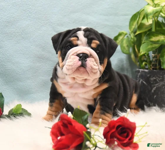 Gallery Image {{count}}