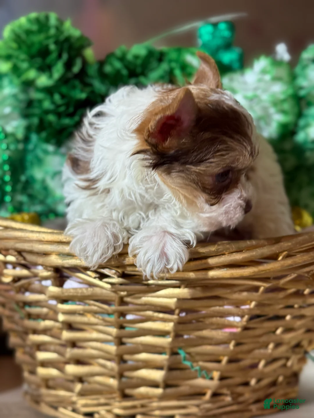 Yorkshire Terrier dogs for sale: Yorkshire Terrier Puppy 4 - Ad 2