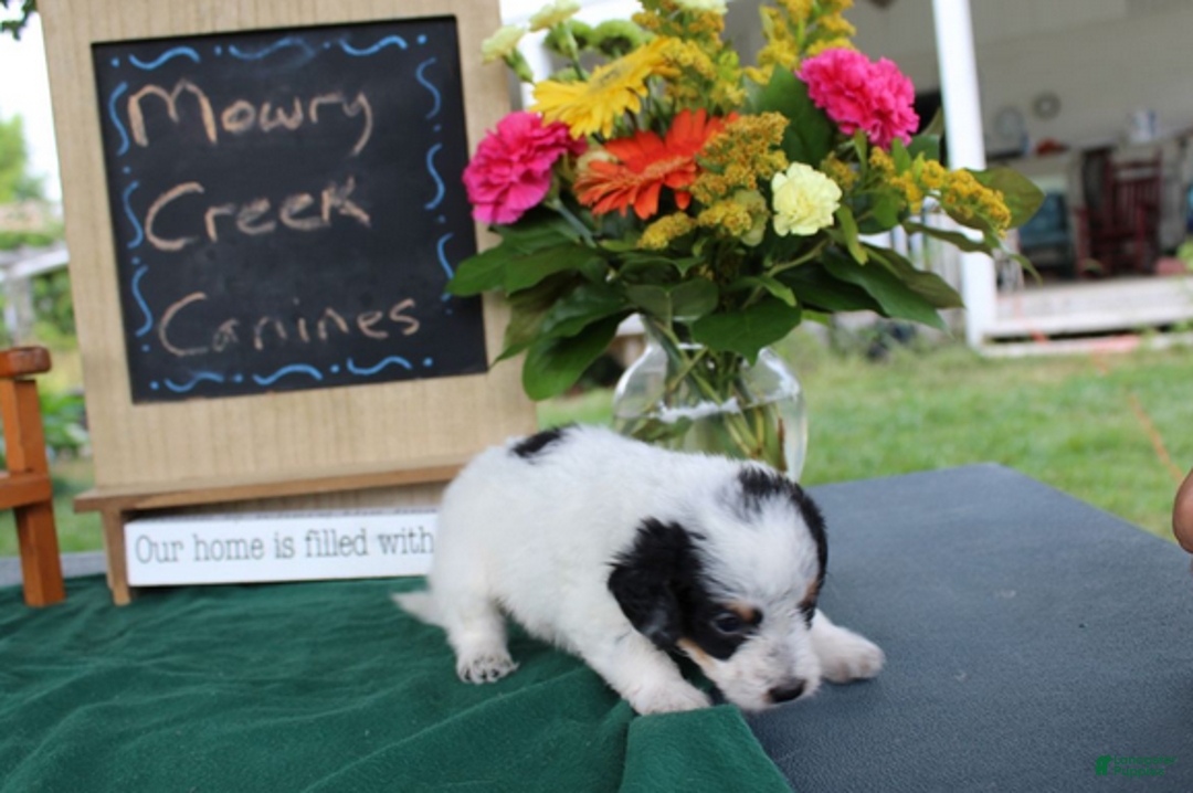 Aussiedoodle dogs for sale: Chip - Ad 6