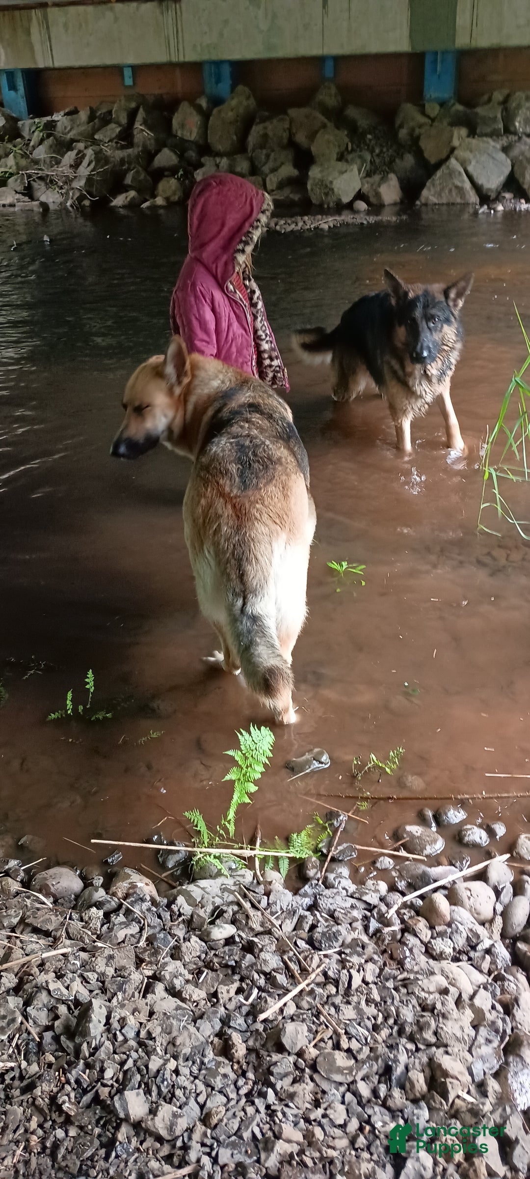 German Shepherd dogs for sale: German Shepherd Puppy 1 - Ad 11