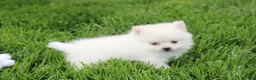 Pomeranian dogs for sale: Cooper  - Ad 4