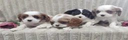 Cavalier King Charles Spaniel dogs for sale: Teddy - Ad 3