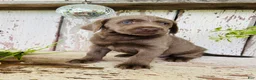 Labrador Retriever dogs for sale: Missy  - Ad 4