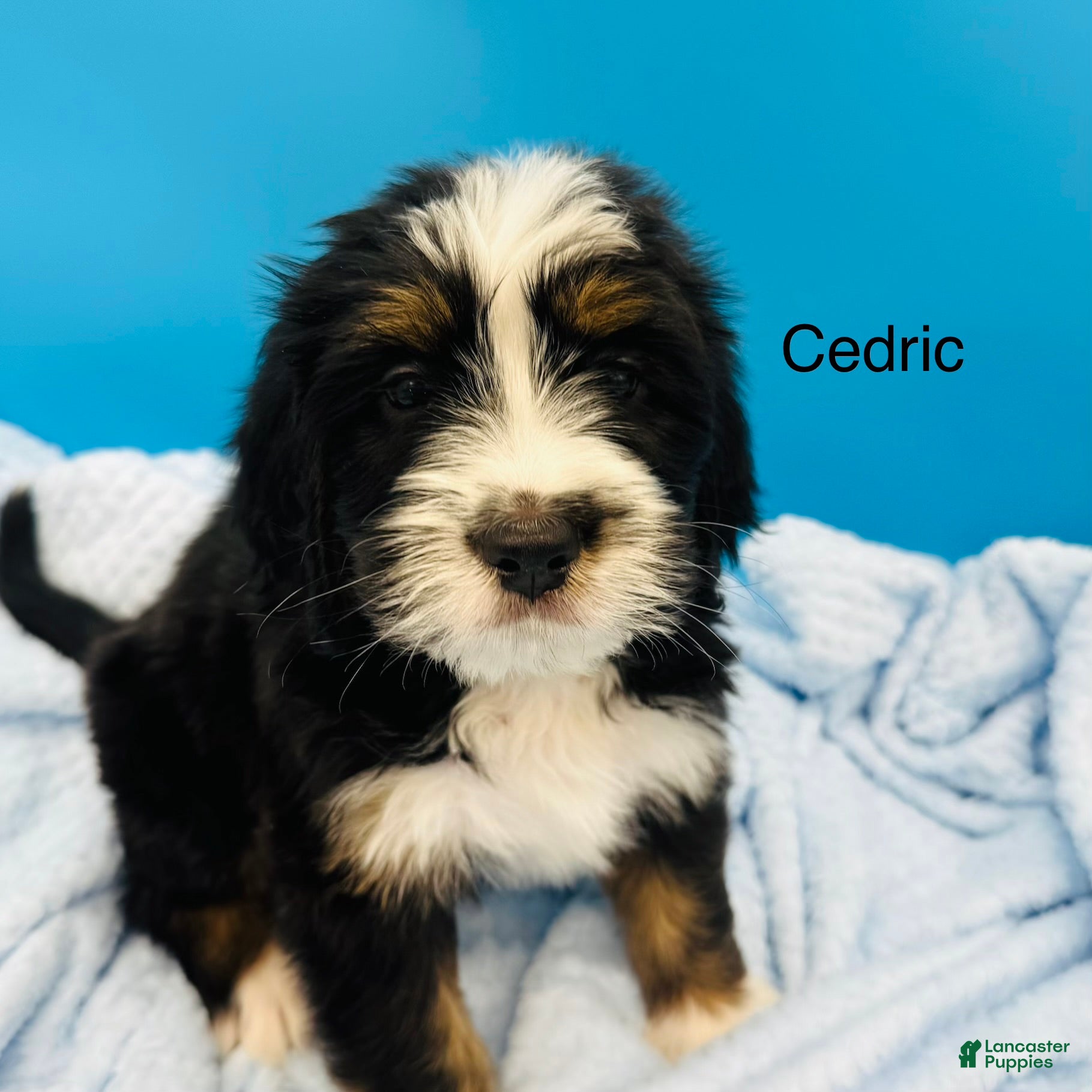 Bernedoodle dogs Bernedoodle Puppy 3 - Ad 2