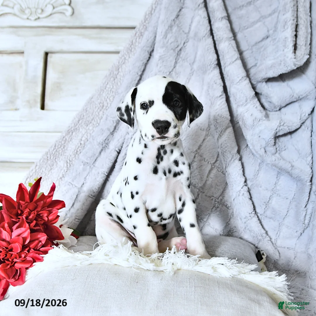 Dalmatian dogs for sale: Reese - Ad 2