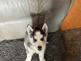 Siberian Husky dogs Siberian Husky Puppy 4 - Ad 12