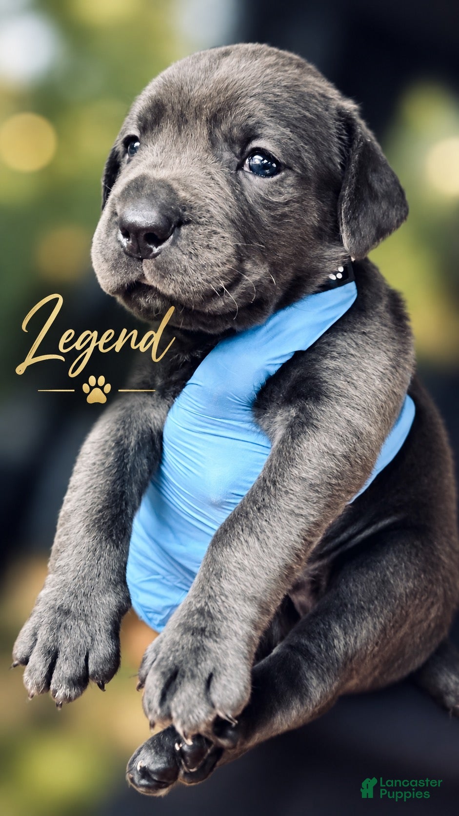 Cane Corso dogs Legend - Ad 1