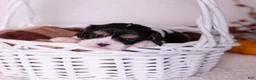 Cavalier King Charles Spaniel dogs for sale: Lincoln - Ad 5