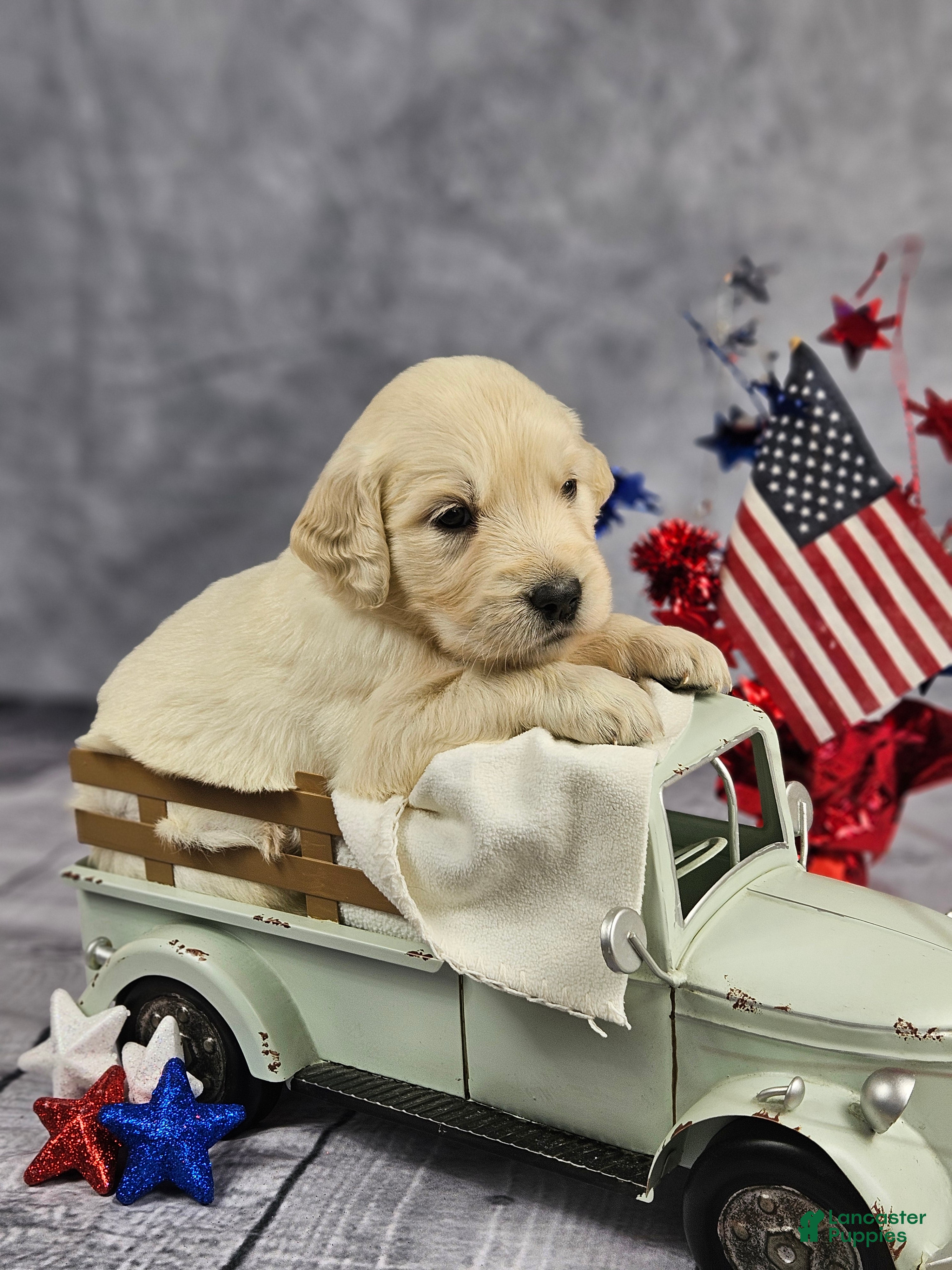 Golden Retriever dogs Yankee - Ad 1