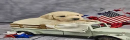 Golden Retriever dogs for sale: Yankee - Ad 1