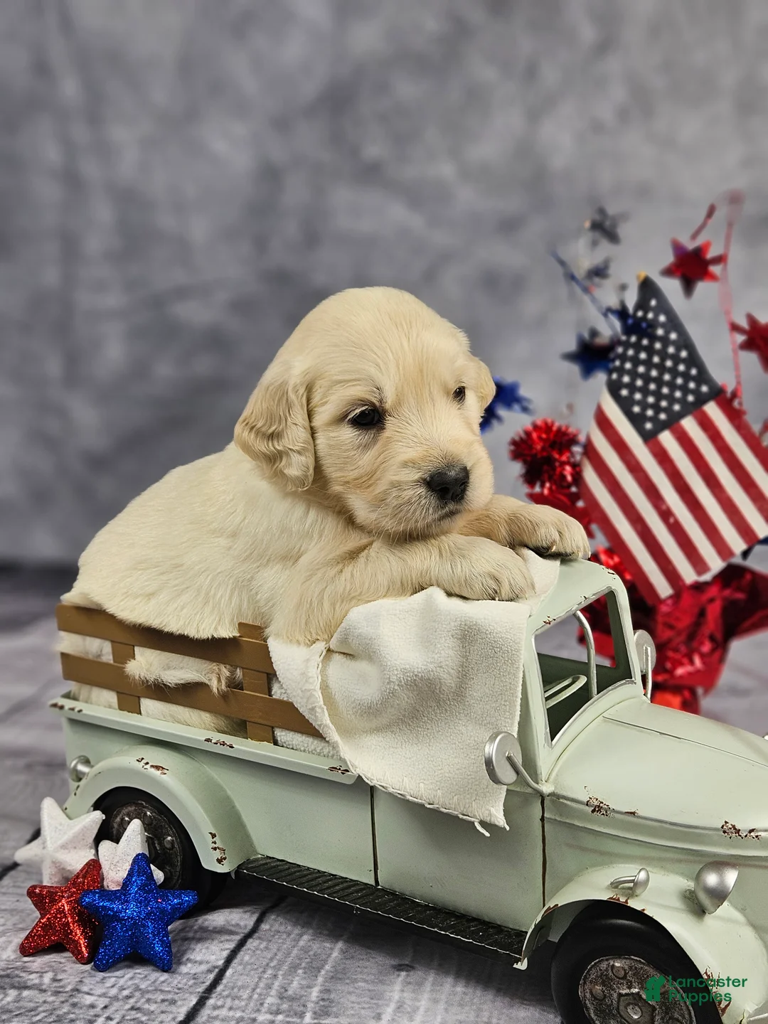 Golden Retriever dogs for sale: Yankee - Ad 1