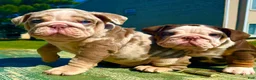 English Bulldog dogs for sale: Rubble - Ad 18