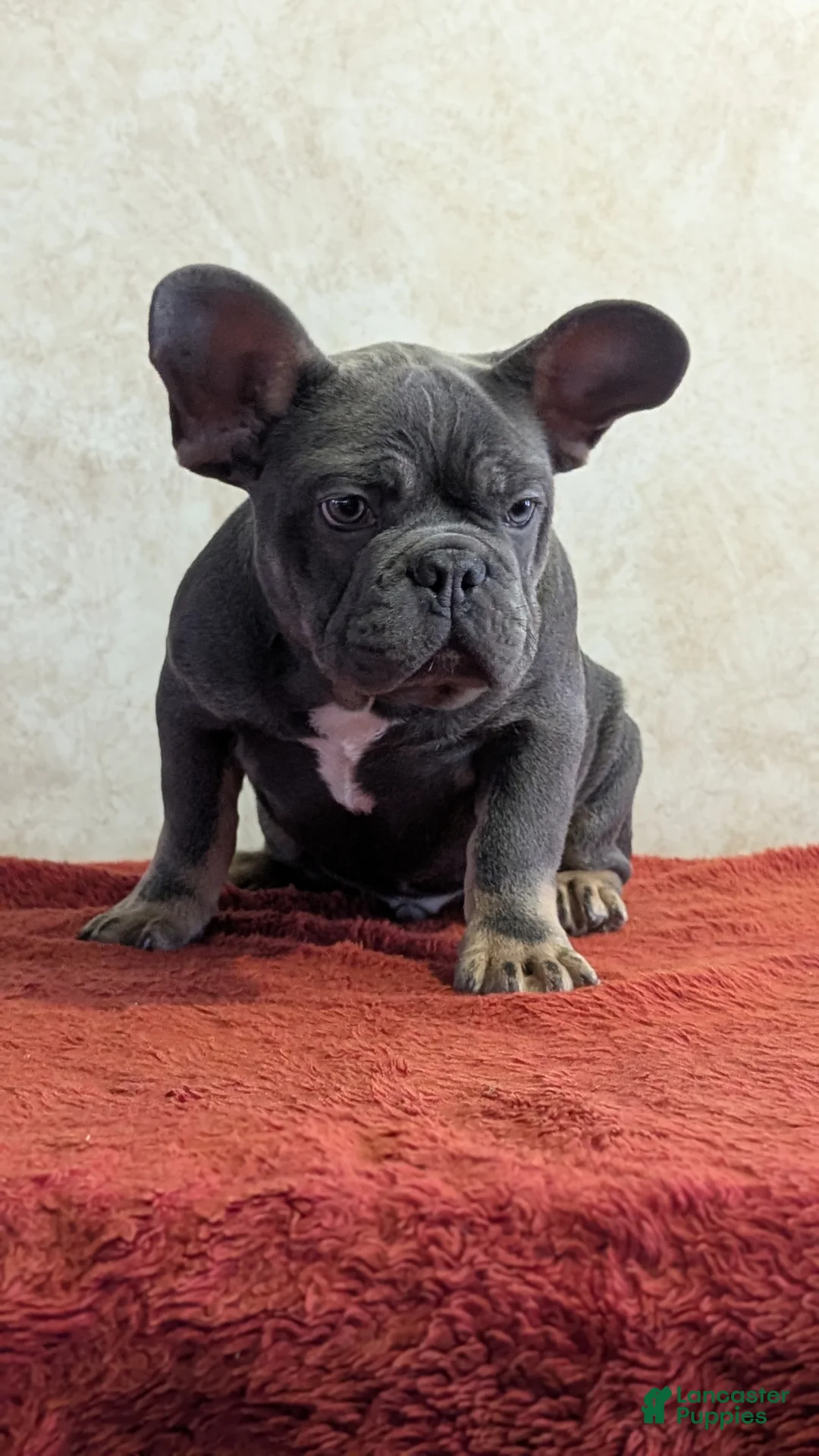 French Bulldog dogs for sale: Kai - Ad 3