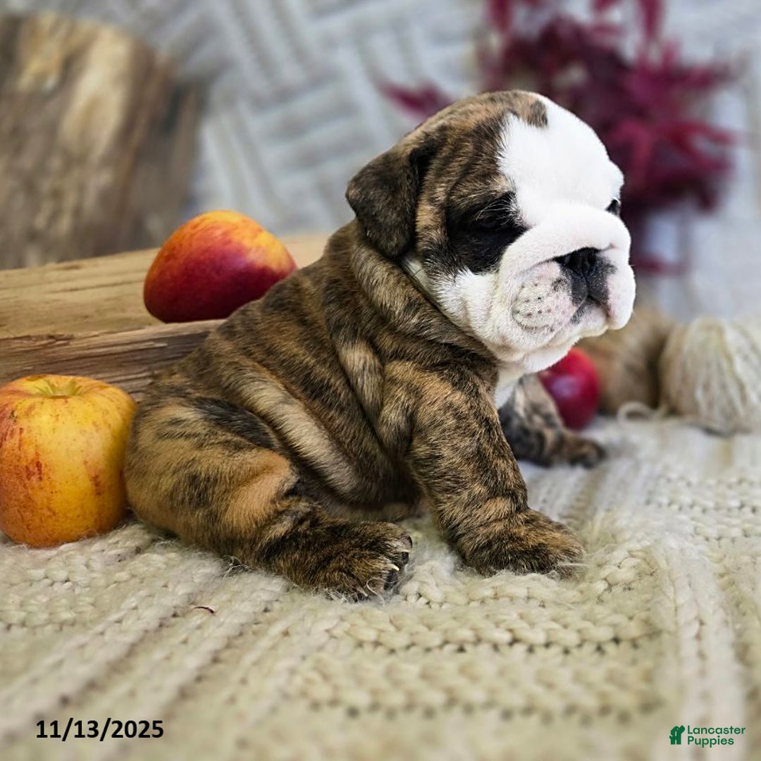 English Bulldog dogs for sale: Lulu - Ad 12