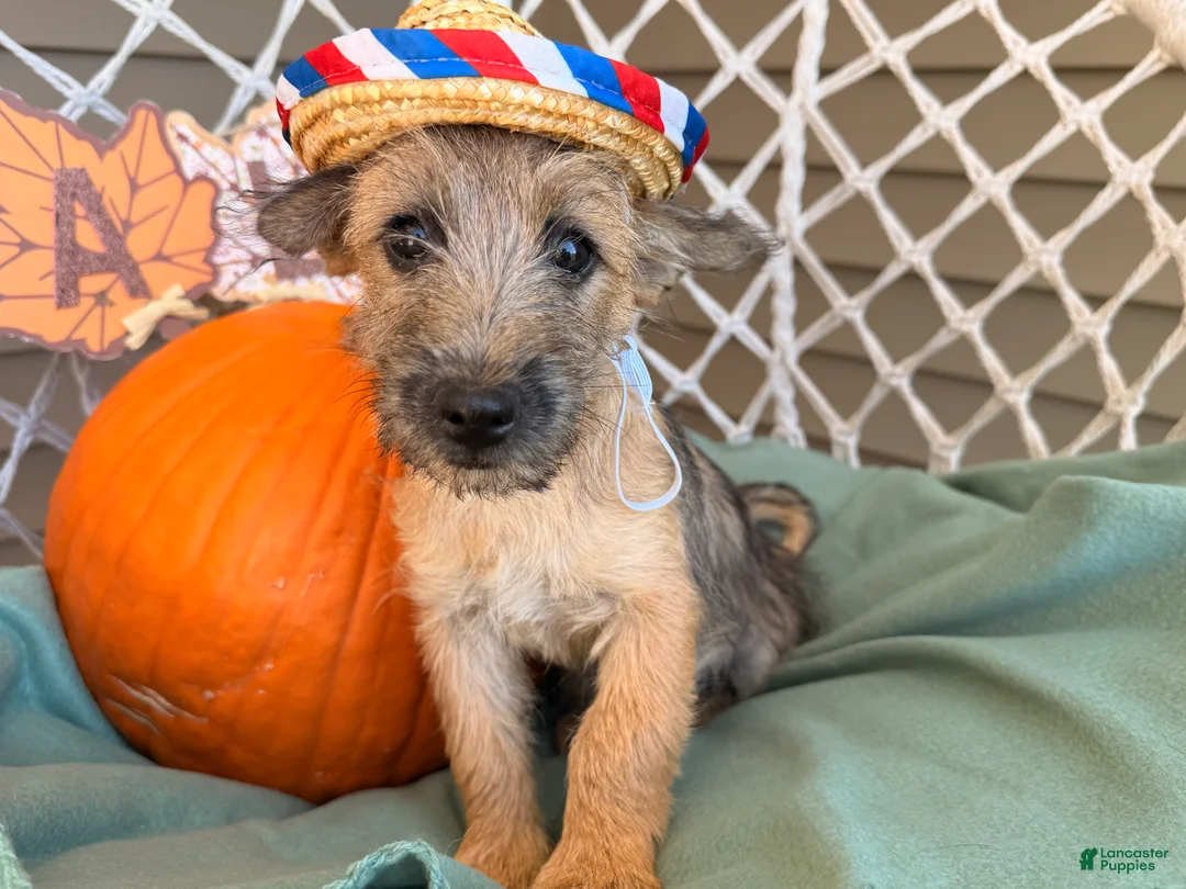 Cairn Terrier dogs for sale: Easton  - Ad 5