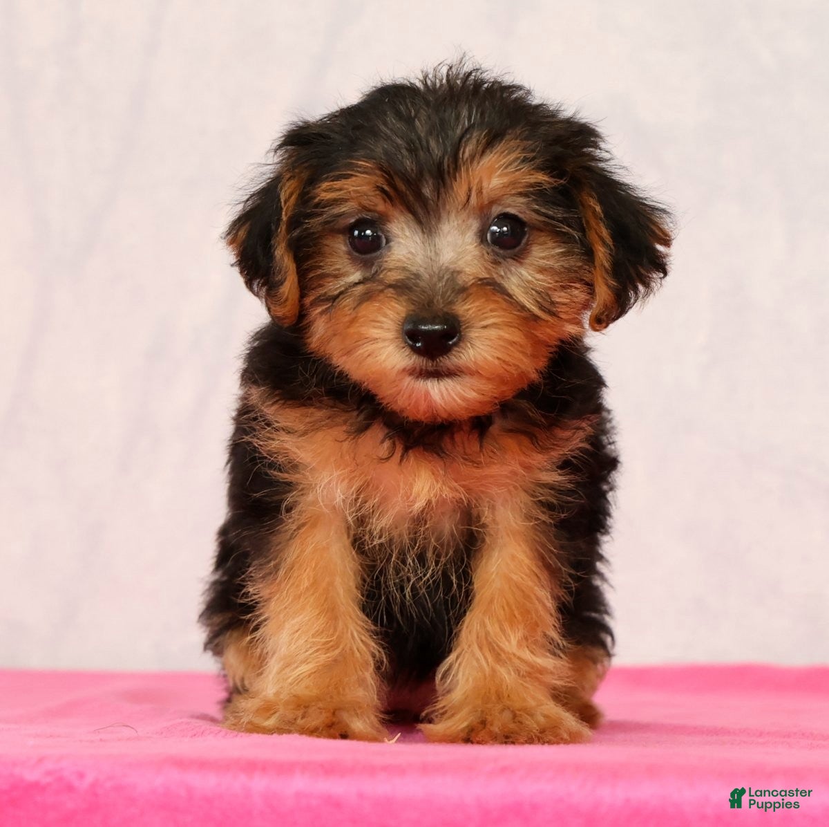Yorkiepoo dogs Marsha - Ad 1