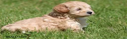 Miniature Poodle dogs for sale: Murphy - Ad 7
