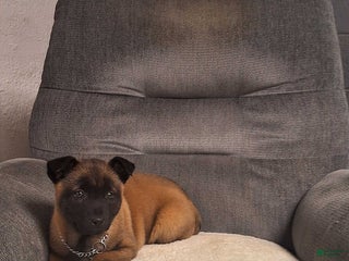 Belgian Malinois dogs Bella - Ad 27