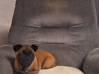 Belgian Malinois dogs Bella - Ad 18