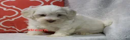 Shihpoo dogs for sale: Rayna - Ad 5