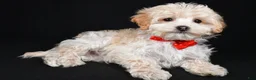 Maltipoo dogs for sale: Brady - Ad 1