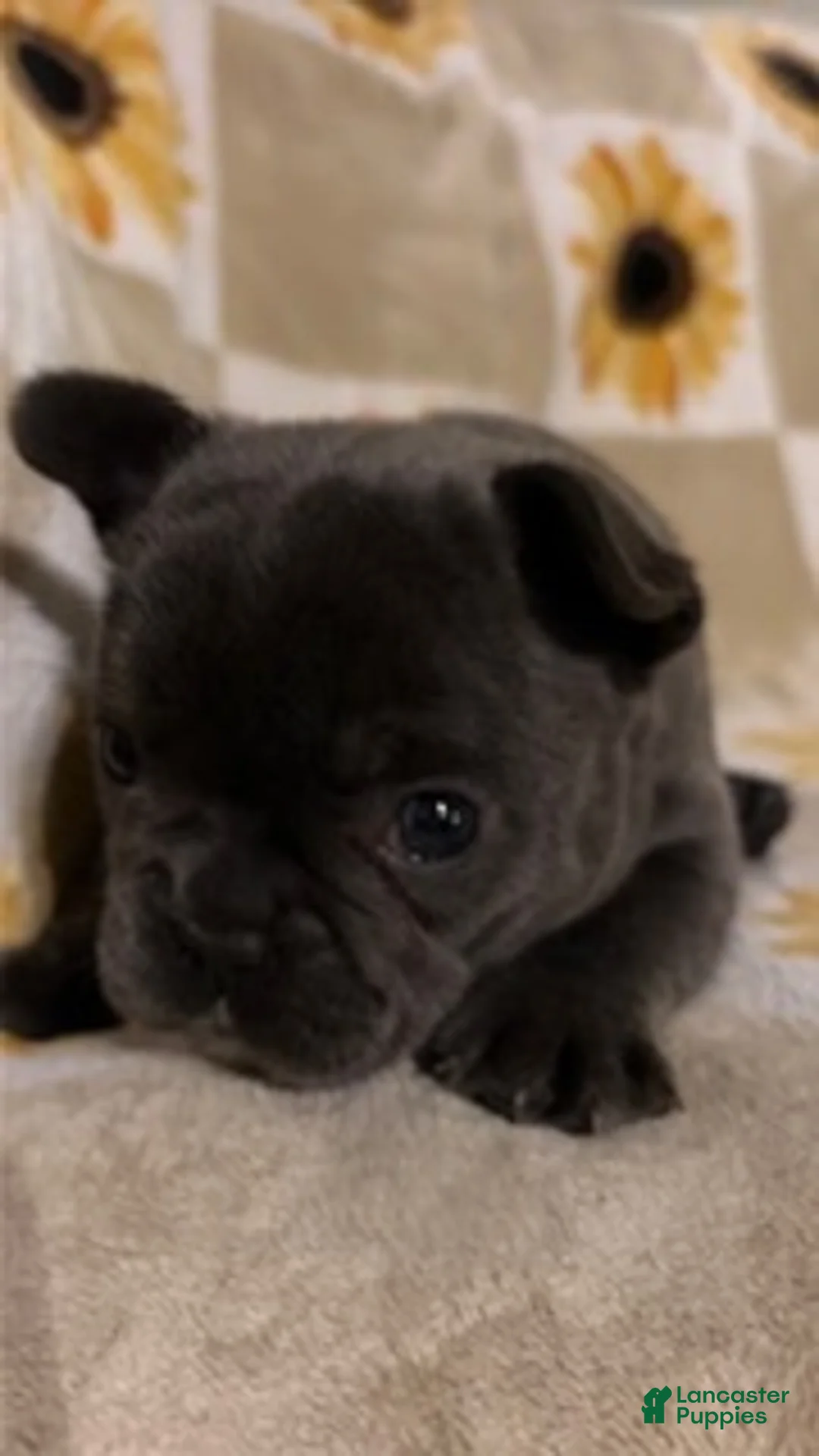 Mixed Breed dogs for sale: Olive - Ad 2