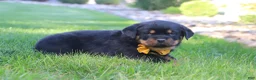 Rottweiler dogs for sale: Ryder - Ad 7