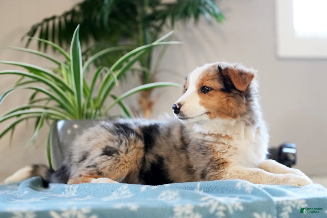 Australian Shepherd dogs for sale: Sadie - Ad 5