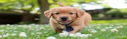 Golden Retriever dogs for sale: Vincent - Ad 10
