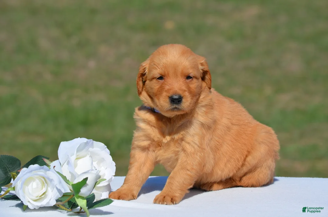 Golden Retriever dogs for sale: Selena - Ad 1
