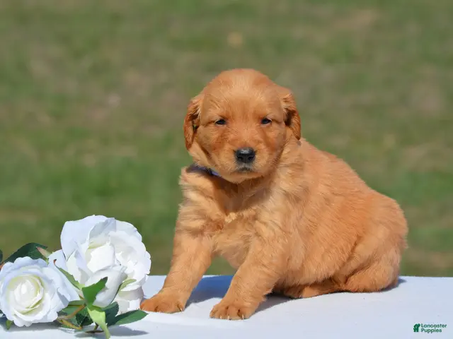 Golden Retriever dogs for sale: Selena - Ad 1