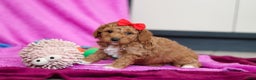 Goldendoodle dogs for sale: Flicka - Ad 5