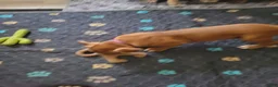 American Pit Bull Terrier dogs for sale: Rosemary - Ad 3