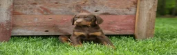 Doberman Pinscher dogs for sale:  Dexter (Red Rust)🐶 - Ad 11