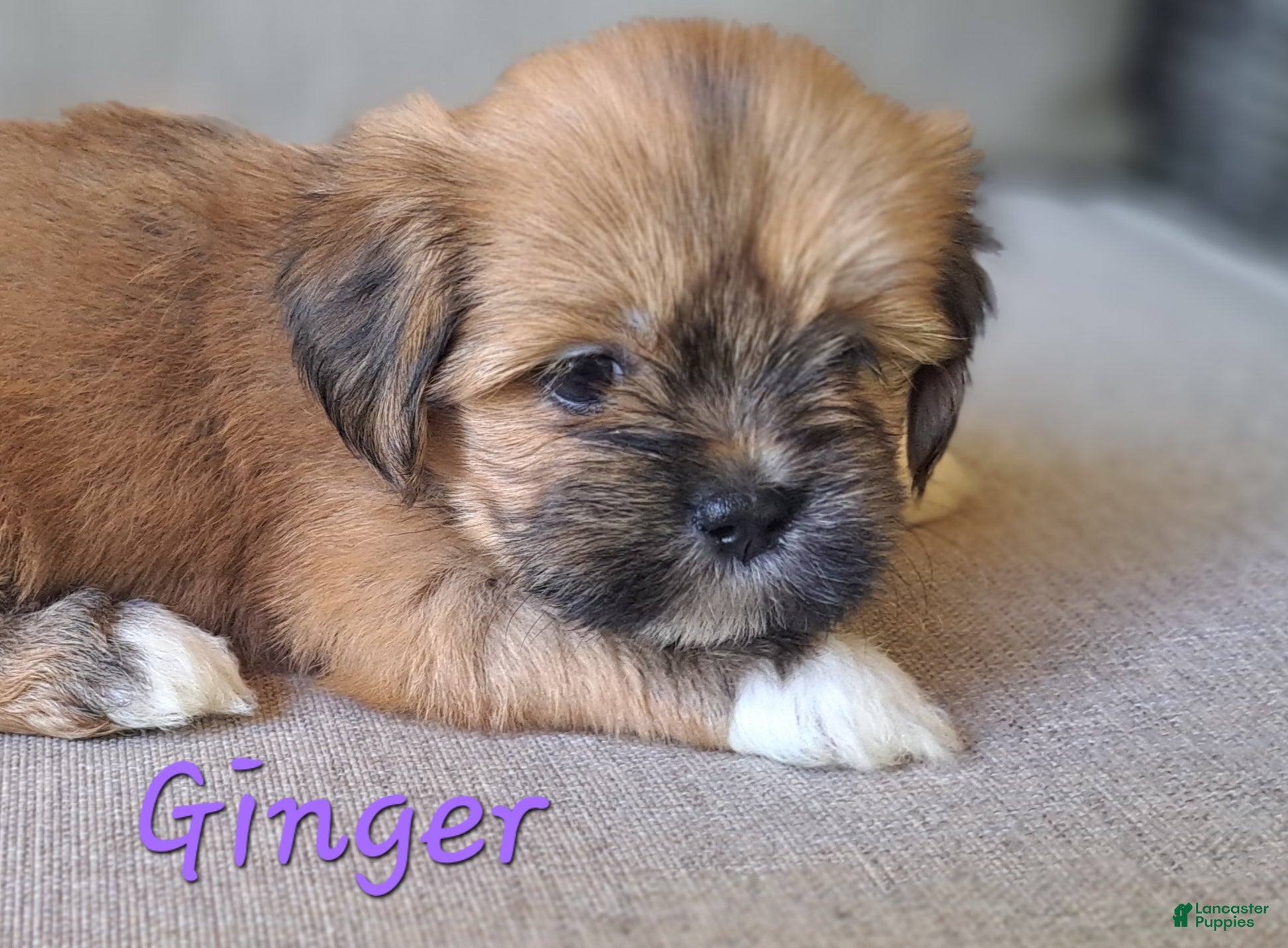 Lhasa Apso dogs Ginger - Ad 1