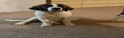 Saint Bernard dogs for sale: Saint Bernard Puppy 4 - Ad 3