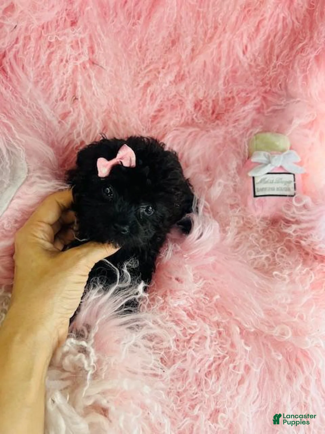 Miniature Poodle dogs for sale: Miniature Poodle 1 - Ad 2