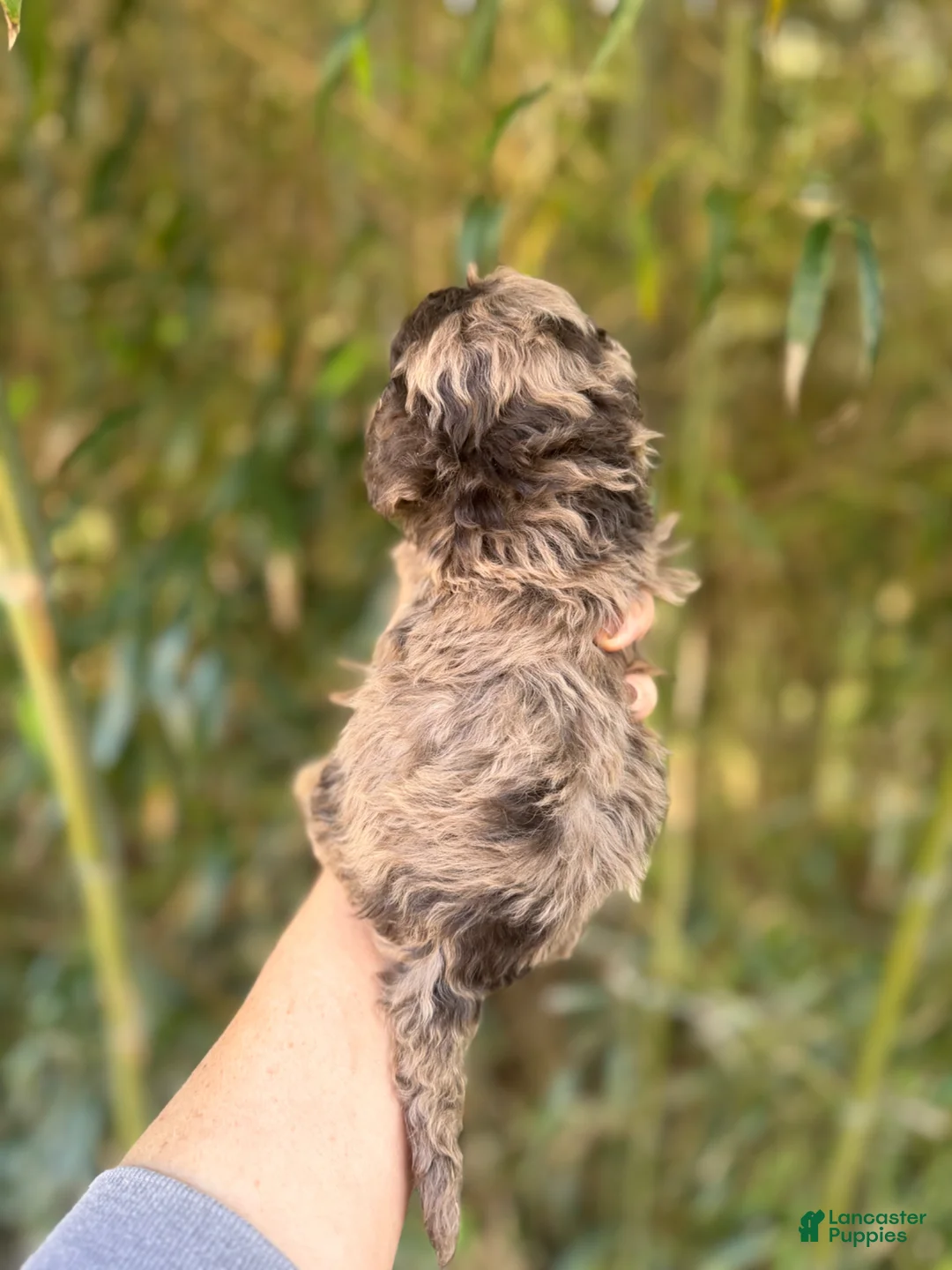 Cockapoo dogs for sale: Cockapoo Puppy 2 - Ad 2