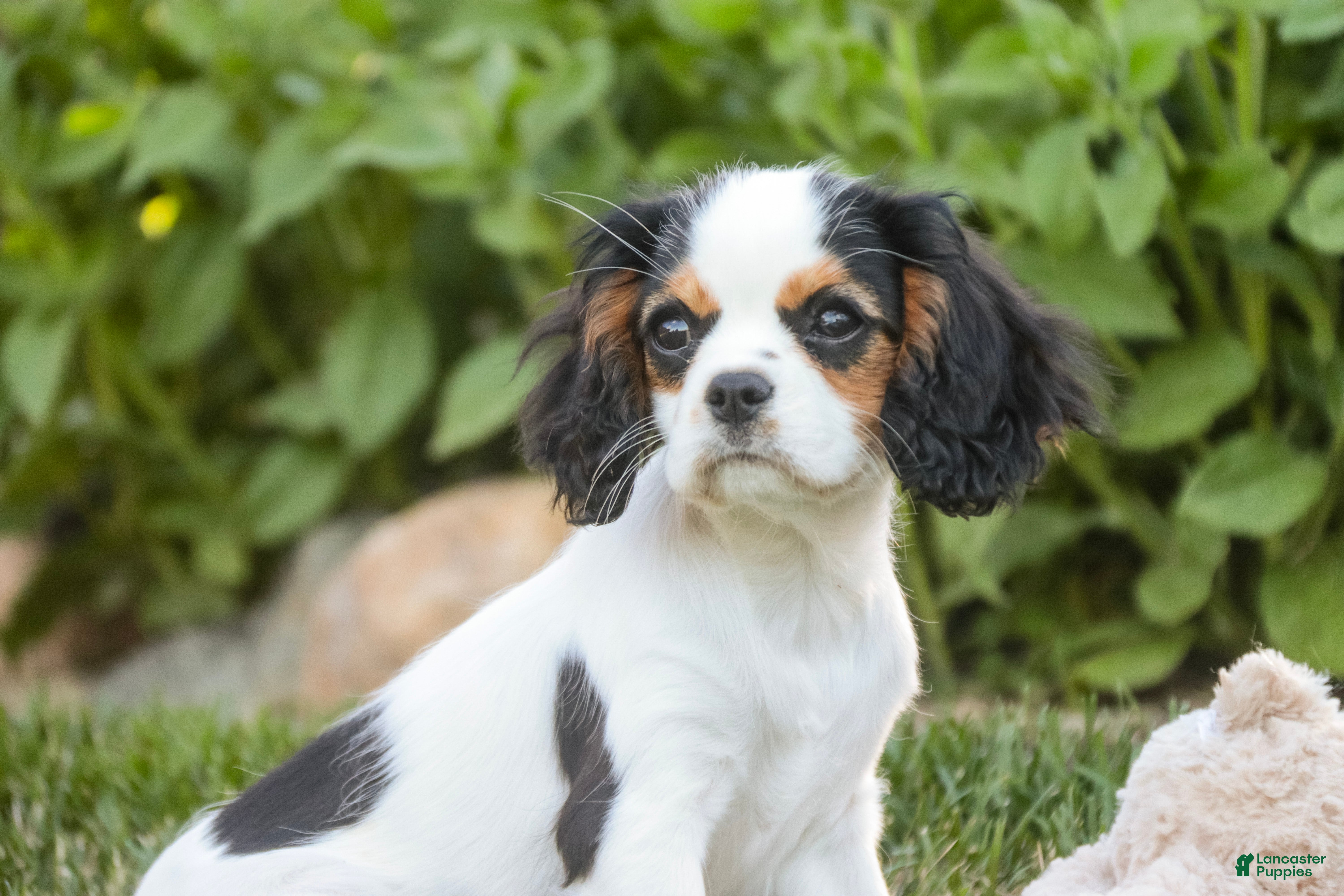 Cavalier King Charles Spaniel dogs Dottie - Ad 2