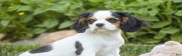 Cavalier King Charles Spaniel dogs for sale: Dottie - Ad 2
